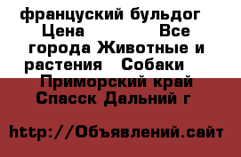 француский бульдог › Цена ­ 40 000 - Все города Животные и растения » Собаки   . Приморский край,Спасск-Дальний г.